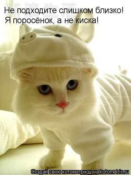 Не подходите слишком близко! Я поросёнок, а не киска!... Котоматрица: Не подходите слишком близко! Я поросёнок, а не киска!