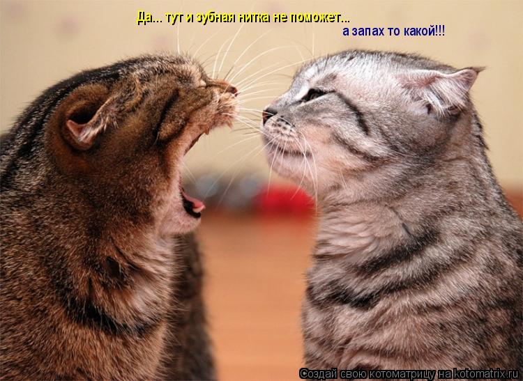 Да... тут и зубная нитка не поможет... а запах то какой!!!... Котоматрица: Да... тут и зубная нитка не поможет... а запах то какой!!!