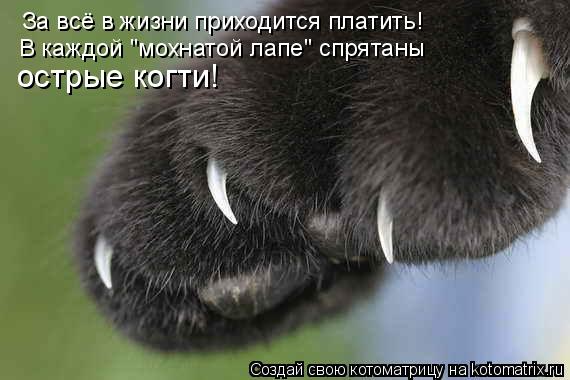 За всё в жизни приходится платить! В каждой "мохнатой лапе" спрятаны острые когти!... Котоматрица: За всё в жизни приходится платить! В каждой "мохнатой лапе" спрятаны острые когти!