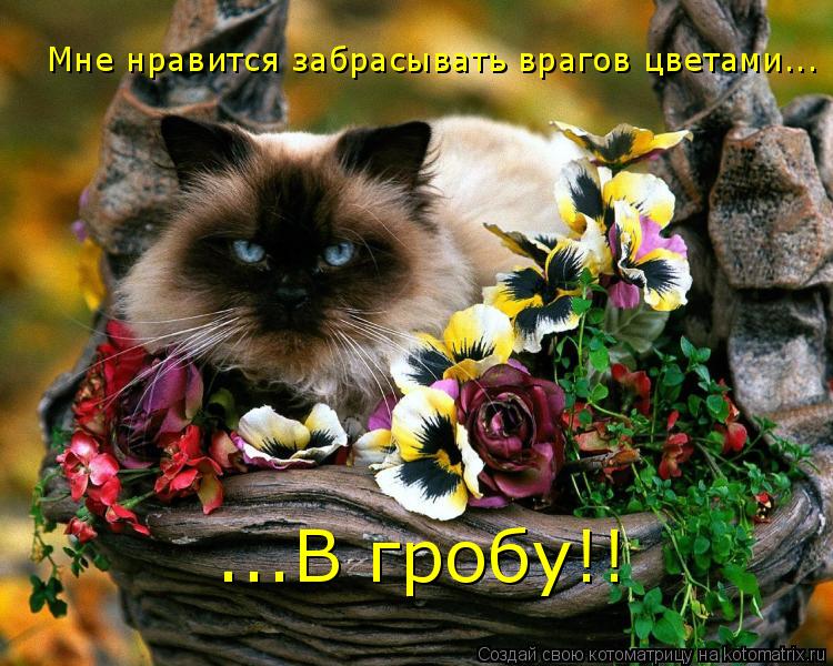 Котоматрица: Мне нравится забрасывать врагов цветами... ...В гробу!!