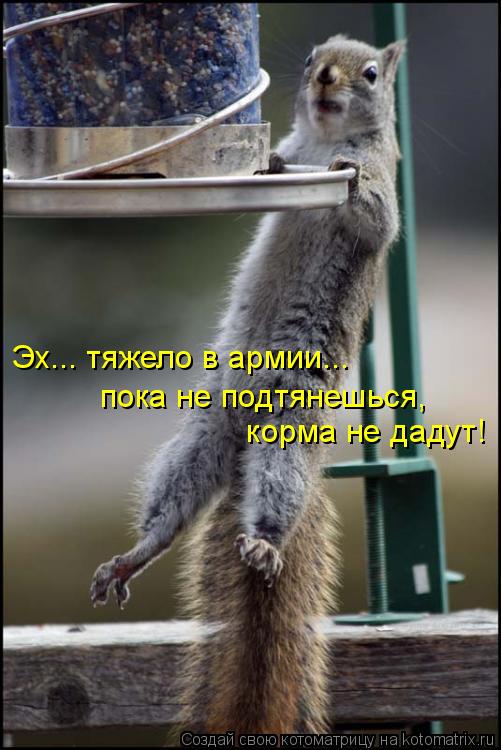 Эх... тяжело в армии... пока не подтянешься, корма не дадут!... Котоматрица: Эх... тяжело в армии... пока не подтянешься, корма не дадут!