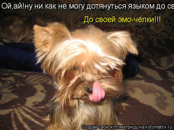 Ой,ай!ну ни как не могу дотянуться языком до св До своей эмо-чёлки!!!... Котоматрица: Ой,ай!ну ни как не могу дотянуться языком до св До своей эмо-чёлки!!!