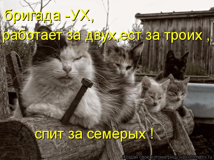 бригада -УХ, работает за двyх,ест за троих , спит за семерых !... Котоматрица: бригада -УХ, работает за двyх,ест за троих , спит за семерых !