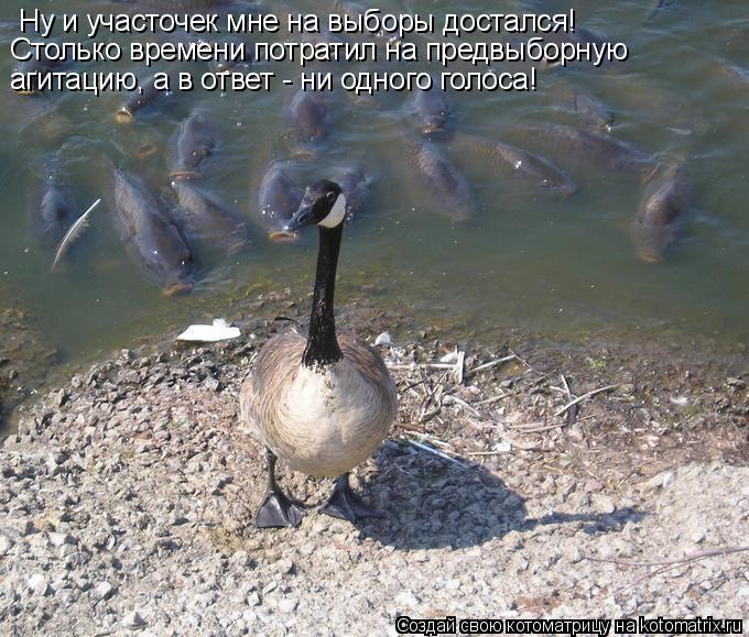 Ну и участочек мне на выборы достался! Столько времени потратил на предвыборную агитацию, а в ответ... Котоматрица: Ну и участочек мне на выборы достался! Столько времени потратил на предвыборную агитацию, а в ответ - ни одного голоса!