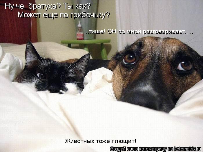 Ну че, братуха? Ты как? Может еще по грибочьку? ...тише! ОН со мной разговаривает..... Животных тоже ... Котоматрица: Ну че, братуха? Ты как? Может еще по грибочьку? ...тише! ОН со мной разговаривает..... Животных тоже плющит!
