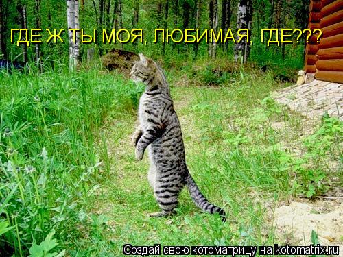 ГДЕ Ж ТЫ МОЯ, ЛЮБИМАЯ, ГДЕ???... Котоматрица: ГДЕ Ж ТЫ МОЯ, ЛЮБИМАЯ, ГДЕ???