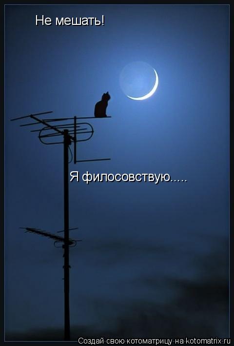 Не мешать! Я филосовствую........ Котоматрица: Не мешать! Я филосовствую.....