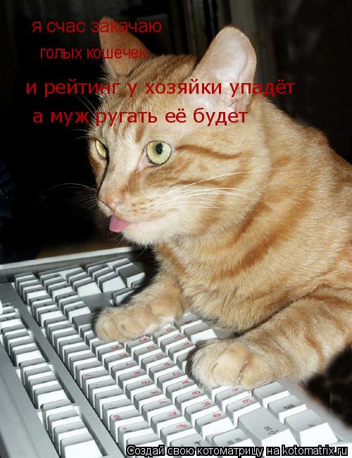 я счас закачаю я счас закачаю голых кошечек и рейтинг у хозяйки упадёт а муж ругать её будет... Котоматрица: я счас закачаю я счас закачаю голых кошечек и рейтинг у хозяйки упадёт а муж ругать её будет