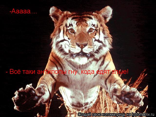 -Ааааа.... - Всё таки антилопы гну ,кода едят злые!... Котоматрица: -Ааааа.... - Всё таки антилопы гну ,кода едят злые!