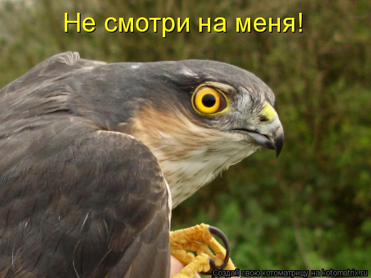 Не смотри на меня!... Котоматрица: Не смотри на меня!