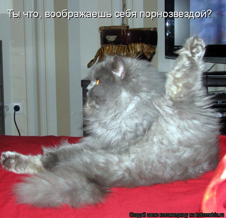 Ты что, воображаешь себя порнозвездой?... Котоматрица: Ты что, воображаешь себя порнозвездой?