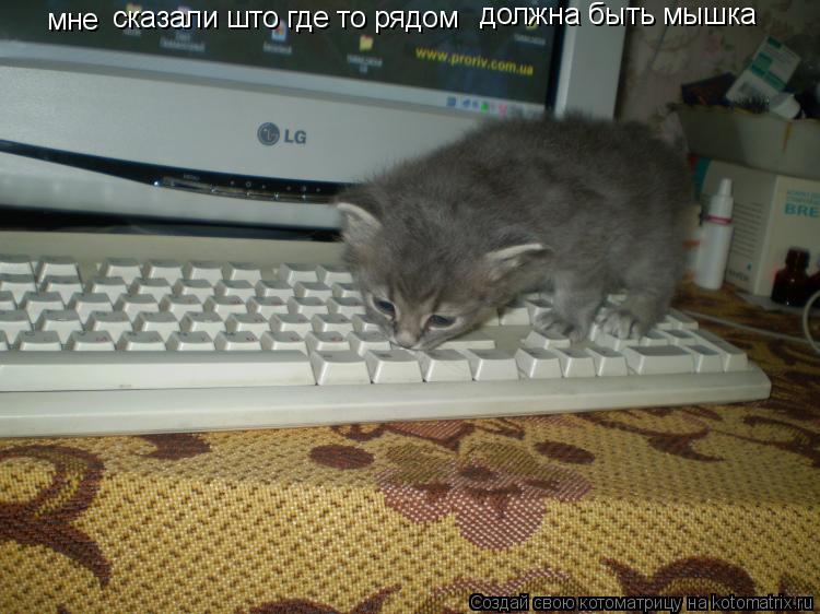 мне сказали што где то рядом должна быть мышка... Котоматрица: мне сказали што где то рядом должна быть мышка