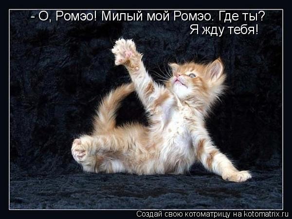 - О, Ромэо! Милый мой Ромэо. Где ты? Я жду тебя!... Котоматрица: - О, Ромэо! Милый мой Ромэо. Где ты? Я жду тебя!