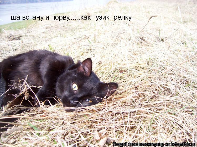 ща встану и порву......как тузик грелку... Котоматрица: ща встану и порву......как тузик грелку