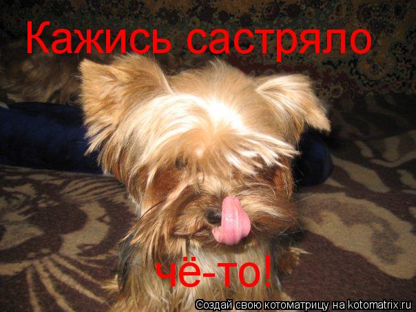 Кажись састряло чё-то!... Котоматрица: Кажись састряло чё-то!