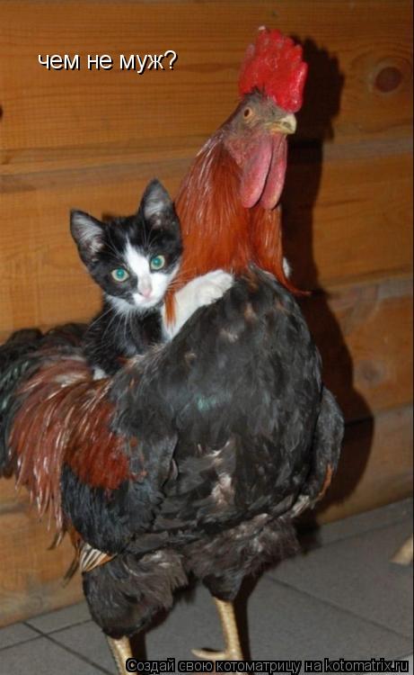 чем не муж?... Котоматрица: чем не муж?