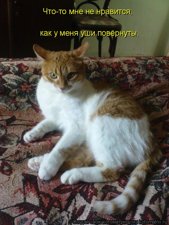 Что-то мне не нравится, как у меня уши повёрнуты.... Котоматрица: Что-то мне не нравится, как у меня уши повёрнуты.