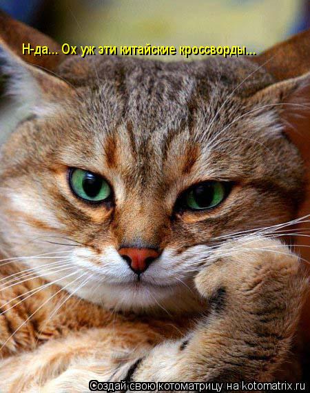 Н-да... Ох уж эти китайские кроссворды...... Котоматрица: Н-да... Ох уж эти китайские кроссворды...