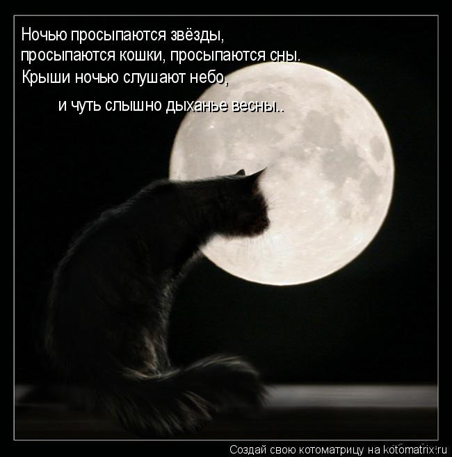 Ночью просыпаются звёзды, просыпаются кошки, просыпаются сны. Крыши ночью слушают небо, и чуть слыш... Котоматрица: Ночью просыпаются звёзды, просыпаются кошки, просыпаются сны. Крыши ночью слушают небо, и чуть слышно дыханье весны..