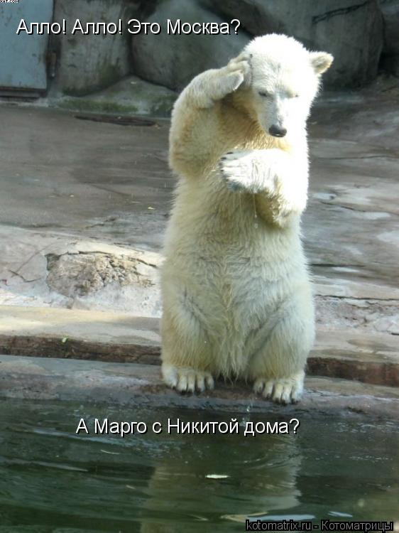 Алло! Алло! Это Москва? А Марго дома? Алло! Алло! Это Москва? А Марго с Никитой дома?... Котоматрица: Алло! Алло! Это Москва? А Марго дома? Алло! Алло! Это Москва? А Марго с Никитой дома?