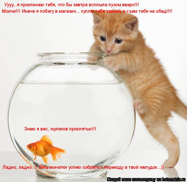 Котоматрица: Уууу...я проклинаю тебя, что бы завтра всплыла пузом вверх!!! Знаю я вас, жуликов проклятых!!! Молчи!!! Иначе я побегу в магазин... куплю тебе заме
