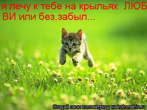 я лечу к тебе на крыльях ЛЮБВИ!!! или без забыл.... ВИ или без,забыл...... Котоматрица: я лечу к тебе на крыльях ЛЮБВИ!!! или без забыл.... ВИ или без,забыл...