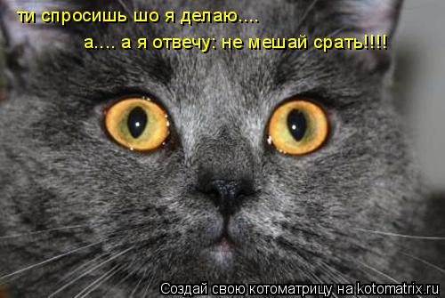 ааа.... знаешь..... иногда быть слепым - харашо я типе скажу!!!!! аа.... как я им завидую... они не в... Котоматрица: ааа.... знаешь..... иногда быть слепым - харашо я типе скажу!!!!! аа.... как я им завидую... они не видит таво, шо вижу.....я!!!!!! ааа.... знаешь....