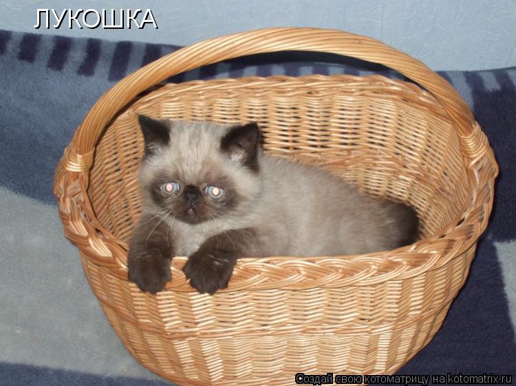 ЛУКОШКА... Котоматрица: ЛУКОШКА