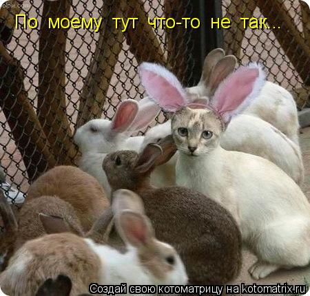 Котоматрица: По  моему  тут  что-то  не  так...