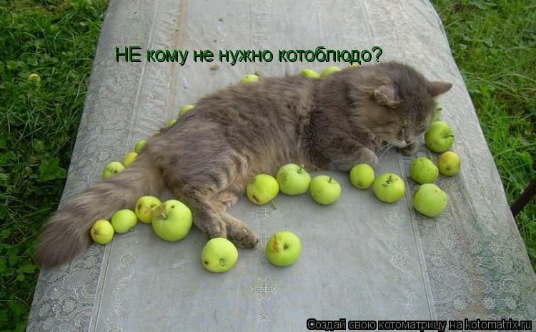 НЕ кому не нужно котоблюдо?... Котоматрица: НЕ кому не нужно котоблюдо?