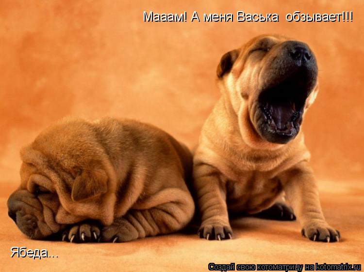 Мааам! А меня Васька обзывает!!! Ябеда...... Котоматрица: Мааам! А меня Васька обзывает!!! Ябеда...