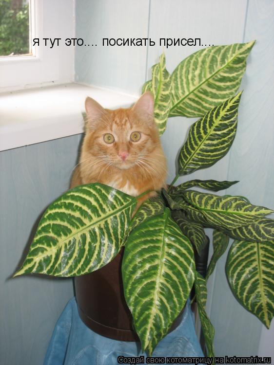 я тут это.... посикать присел....... Котоматрица: я тут это.... посикать присел....
