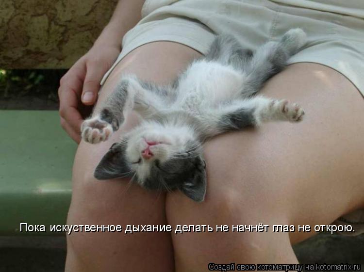 Котоматрица: Пока искуственное дыхание делать не начнёт глаз не открою.