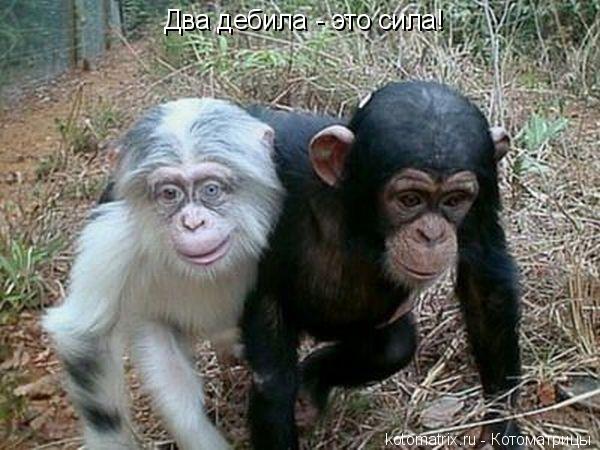 Котоматрица: Два дебила - это сила!
