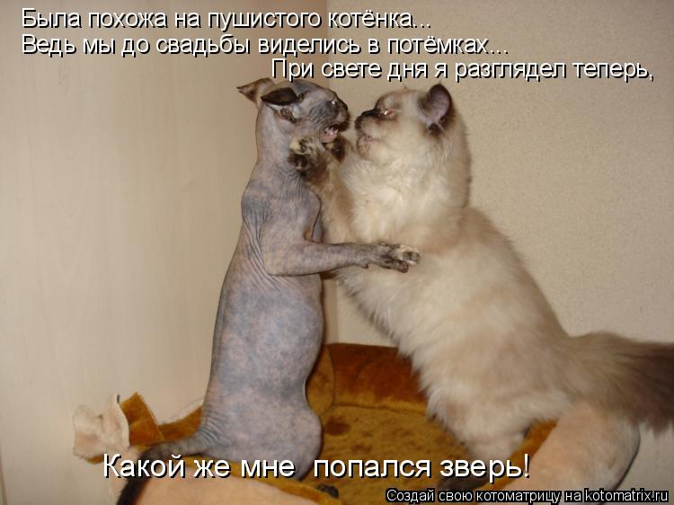 Котоматрица: При свете дня я разглядел теперь, Ведь мы до свадьбы виделись в потёмках...  Была похожа на пушистого котёнка... Какой же мне  попался зверь!