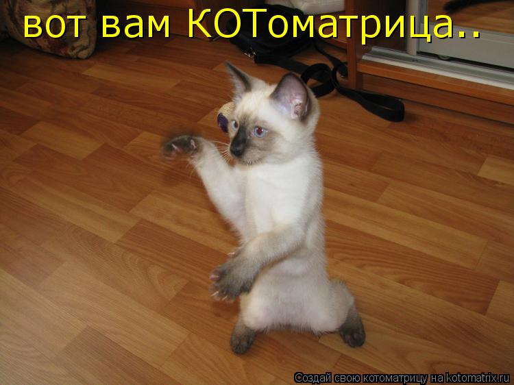 вот вам КОТоматрица..... Котоматрица: вот вам КОТоматрица..