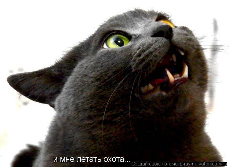 и мне летать охота...... Котоматрица: и мне летать охота...