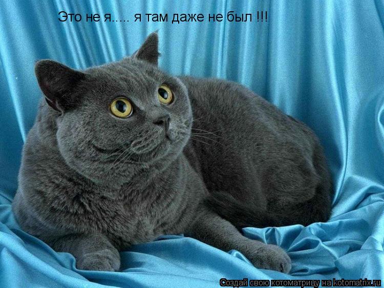 Котоматрица: Это не я..... я там даже не был !!!