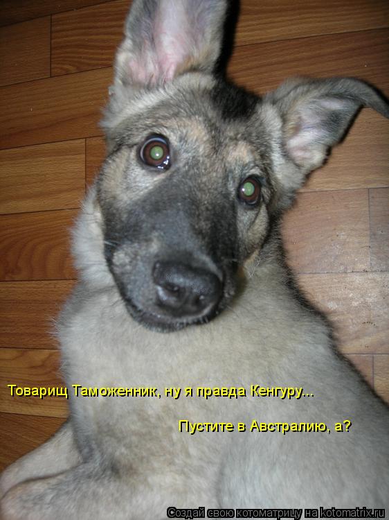 Товарищ Таможенник, ну я правда Кенгуру... Пустите в Австралию, а?... Котоматрица: Товарищ Таможенник, ну я правда Кенгуру... Пустите в Австралию, а?