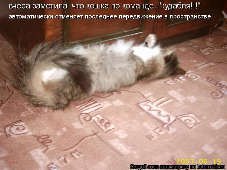Котоматрица: вчера заметила, что кошка по команде: "кудабля!!!"  автоматически отменяет последнее передвижение в пространстве