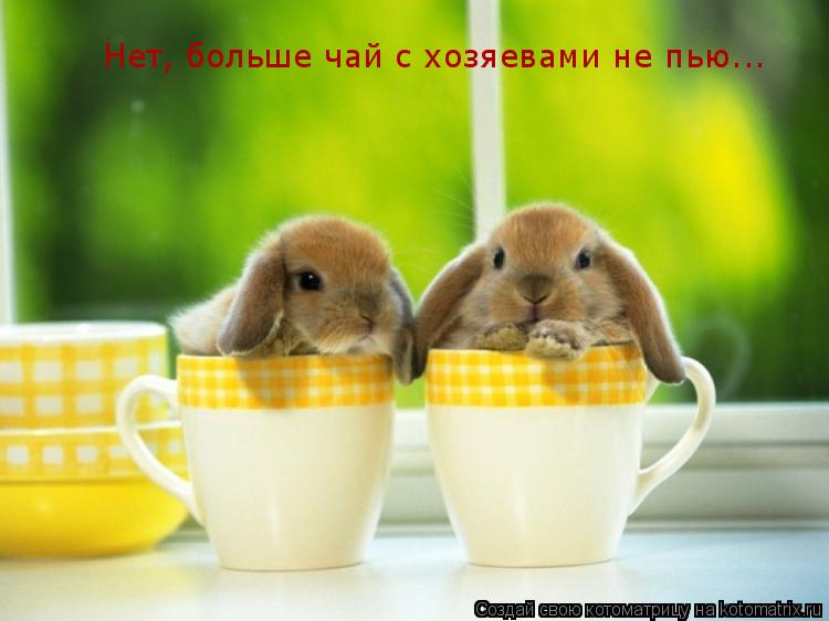 Нет, больше чай с хозяевами не пью...... Котоматрица: Нет, больше чай с хозяевами не пью...