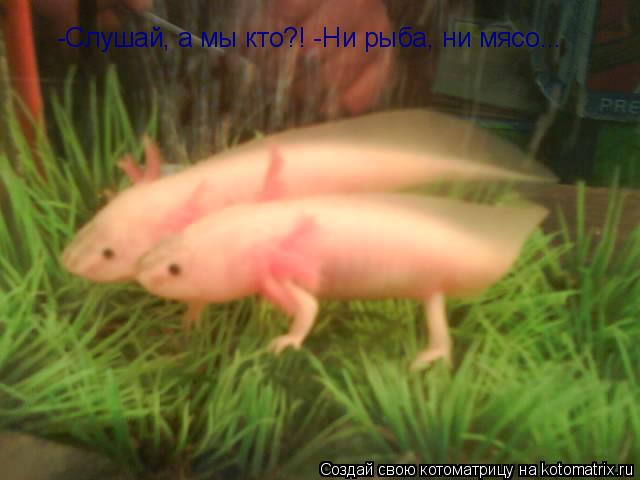 Слушай, а мы кто?!Ни рыба, ни мясо... -Слушай, а мы кто?! -Ни рыба, ни мясо...... Котоматрица: Слушай, а мы кто?!Ни рыба, ни мясо... -Слушай, а мы кто?! -Ни рыба, ни мясо...