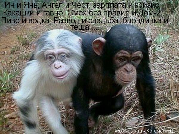 Ин и Янь, Ангел и Чёрт, зарплата и кризис, Какашки и гавно, Смех без правил и Дом-2, Пиво и водка, Ра... Котоматрица: Ин и Янь, Ангел и Чёрт, зарплата и кризис, Какашки и гавно, Смех без правил и Дом-2, Пиво и водка, Развод и свадьба, блондинка и теща......