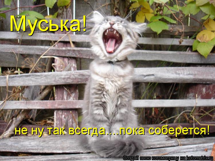 Муська! не ну так всегда....пока соберется!... Котоматрица: Муська! не ну так всегда....пока соберется!