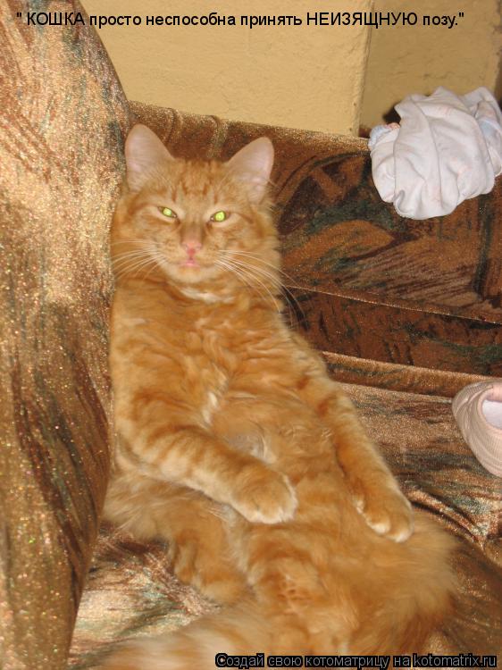 " КОШКА просто неспособна принять НЕИЗЯЩНУЮ позу."... Котоматрица: " КОШКА просто неспособна принять НЕИЗЯЩНУЮ позу."