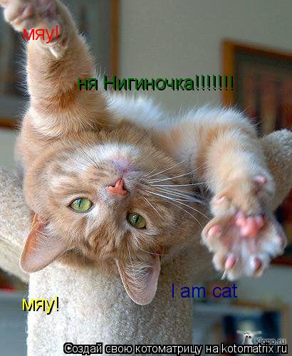 Котоматрица: мяу! ня Нигиночка!!!!!!! мяу! I am cat