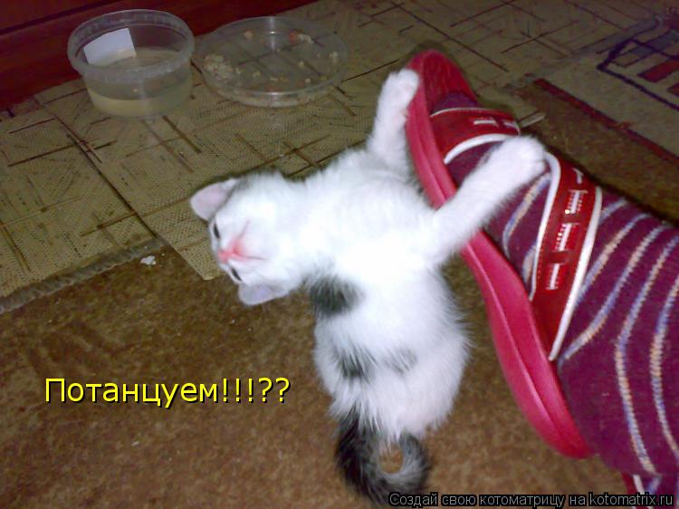 Потанцуем!!!??... Котоматрица: Потанцуем!!!??