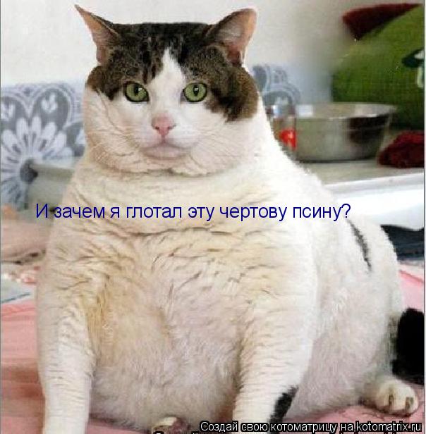 Котоматрица: И зачем я глотал эту чертову псину?