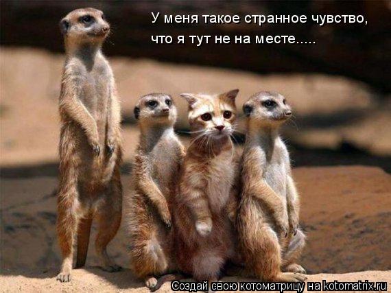 У меня такое странное чувство, что я тут не на месте........ Котоматрица: У меня такое странное чувство, что я тут не на месте.....