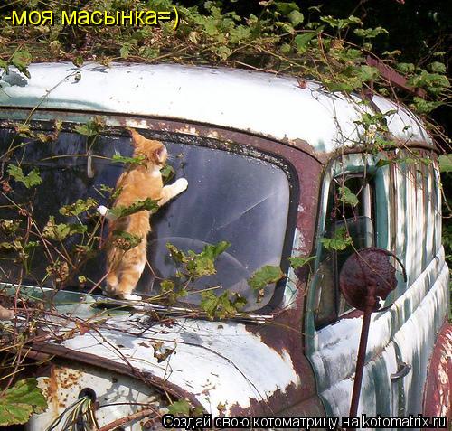 -моя масынка=)... Котоматрица: -моя масынка=)